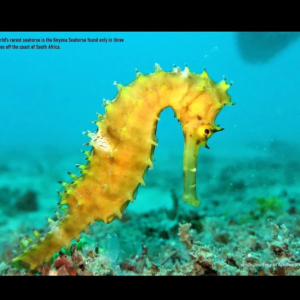 The Crafty Hobbit 2026 seahorses